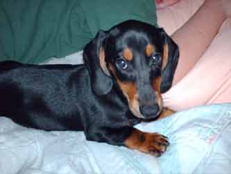 TEKEL GERMAN STANDARD CU PAR SCURT